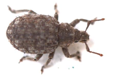 Réf. 339 612 : Romualdius sp.